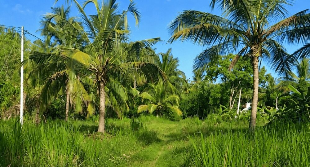 P18.jpg
