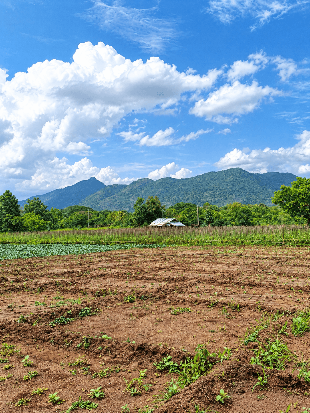 5 acres Agro Land for Sale In Dambulla