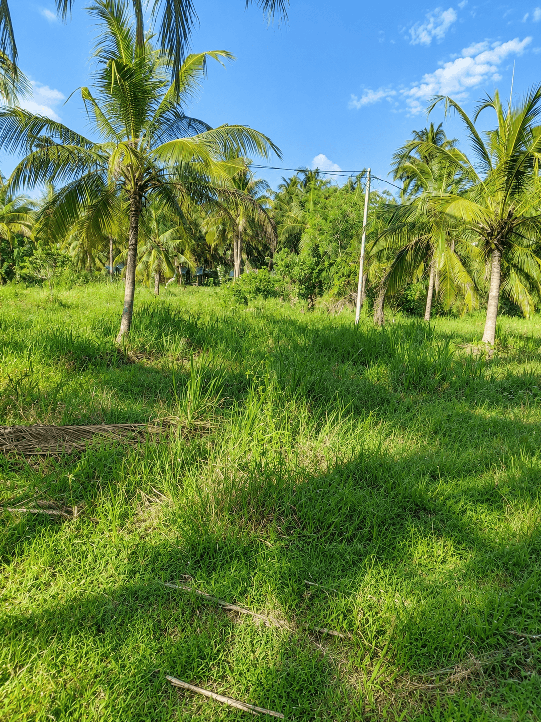 240 Perches Land for Sale In Embilipitiya