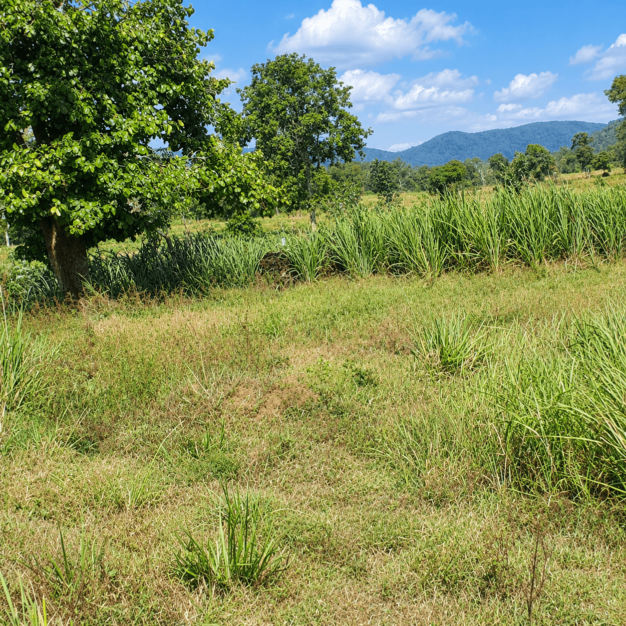 2 acres Land for Sale in Sigiriya